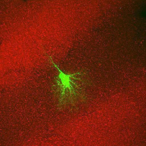  NCBI Organism:Rattus norvegicus; Cell Types:astrocyte, astrocyte of the hippocampus; Cell Components:cell projection cytoplasm, cell body; Biological process:forebrain astrocyte development