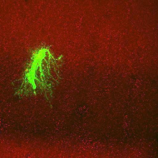  NCBI Organism:Rattus norvegicus; Cell Types:astrocyte, astrocyte of the hippocampus; Cell Components:cell projection cytoplasm, cell body; Biological process:forebrain astrocyte development