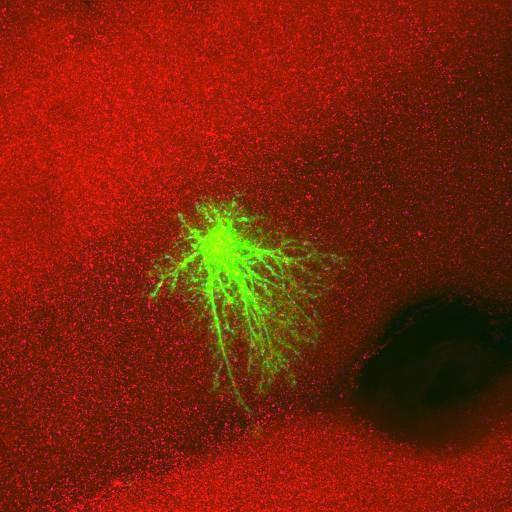  NCBI Organism:Rattus norvegicus; Cell Types:astrocyte, astrocyte of the hippocampus; Cell Components:cell projection cytoplasm, cell body; Biological process:forebrain astrocyte development