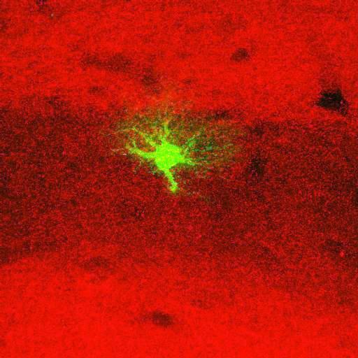  NCBI Organism:Rattus norvegicus; Cell Types:astrocyte, astrocyte of the hippocampus; Cell Components:cell projection cytoplasm, cell body; Biological process:forebrain astrocyte development