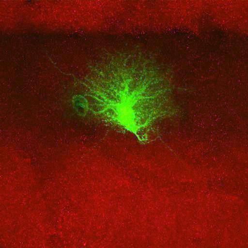  NCBI Organism:Rattus norvegicus; Cell Types:astrocyte, astrocyte of the hippocampus; Cell Components:cell projection cytoplasm, cell body; Biological process:forebrain astrocyte development