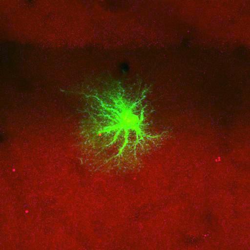  NCBI Organism:Rattus norvegicus; Cell Types:astrocyte, astrocyte of the hippocampus; Cell Components:cell projection cytoplasm, cell body; Biological process:forebrain astrocyte development