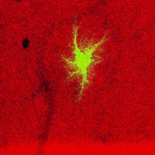  NCBI Organism:Rattus norvegicus; Cell Types:astrocyte, astrocyte of the hippocampus; Cell Components:cell projection cytoplasm, cell body; Biological process:forebrain astrocyte development