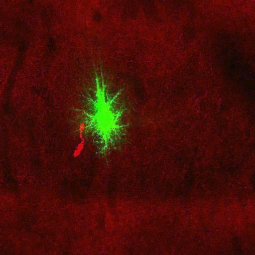  NCBI Organism:Rattus norvegicus; Cell Types:astrocyte, astrocyte of the hippocampus; Cell Components:cell projection cytoplasm, cell body; Biological process:forebrain astrocyte development