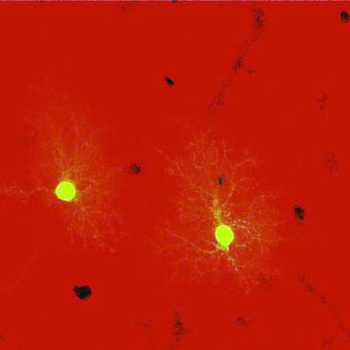  NCBI Organism:Rattus norvegicus; Cell Types:astrocyte, astrocyte of the hippocampus; Cell Components:cell projection cytoplasm, cell body; Biological process:forebrain astrocyte development