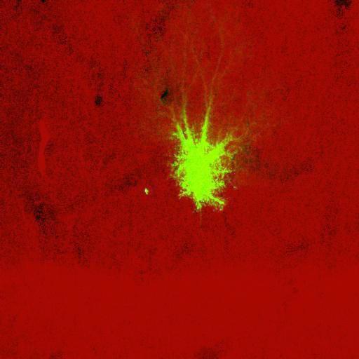  NCBI Organism:Rattus norvegicus; Cell Types:astrocyte, astrocyte of the hippocampus; Cell Components:cell projection cytoplasm, cell body; Biological process:forebrain astrocyte development