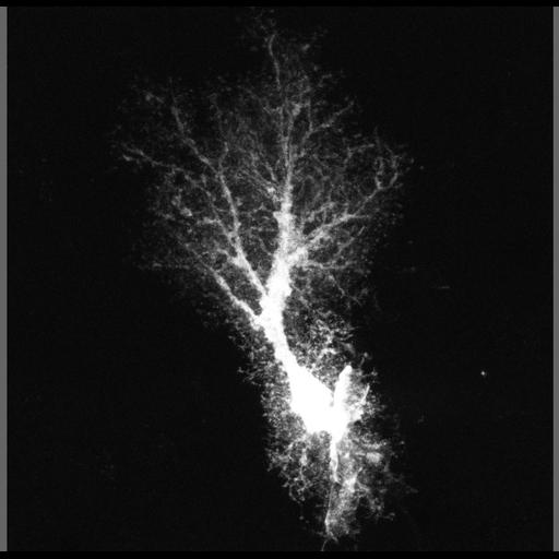  NCBI Organism:Rattus norvegicus; Cell Types:astrocyte, astrocyte of the hippocampus; Cell Components:cell projection cytoplasm, cell body; Biological process:forebrain astrocyte development