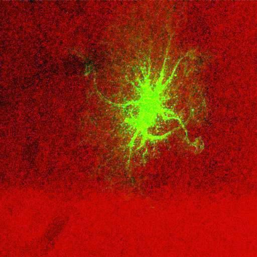  NCBI Organism:Rattus norvegicus; Cell Types:astrocyte, astrocyte of the hippocampus; Cell Components:cell projection cytoplasm, cell body; Biological process:forebrain astrocyte development