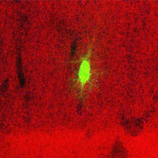  NCBI Organism:Rattus norvegicus; Cell Types:astrocyte, astrocyte of the hippocampus; Cell Components:cell projection cytoplasm, cell body; Biological process:forebrain astrocyte development