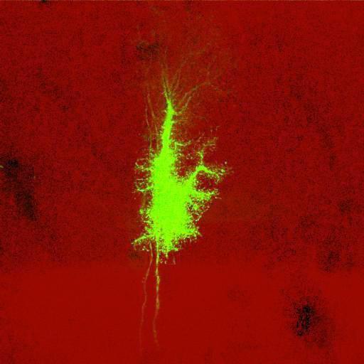  NCBI Organism:Rattus norvegicus; Cell Types:astrocyte, astrocyte of the hippocampus; Cell Components:cell projection cytoplasm, cell body; Biological process:forebrain astrocyte development