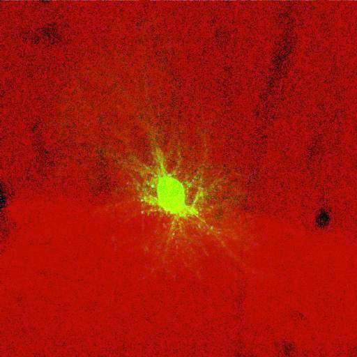  NCBI Organism:Rattus norvegicus; Cell Types:astrocyte, astrocyte of the hippocampus; Cell Components:cell projection cytoplasm, cell body; Biological process:forebrain astrocyte development