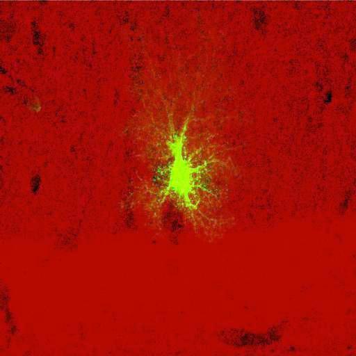  NCBI Organism:Rattus norvegicus; Cell Types:astrocyte, astrocyte of the hippocampus; Cell Components:cell projection cytoplasm, cell body; Biological process:forebrain astrocyte development