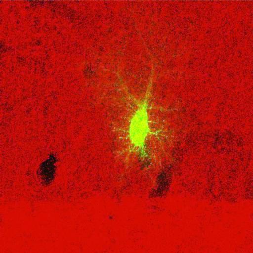  NCBI Organism:Rattus norvegicus; Cell Types:astrocyte, astrocyte of the hippocampus; Cell Components:cell projection cytoplasm, cell body; Biological process:forebrain astrocyte development