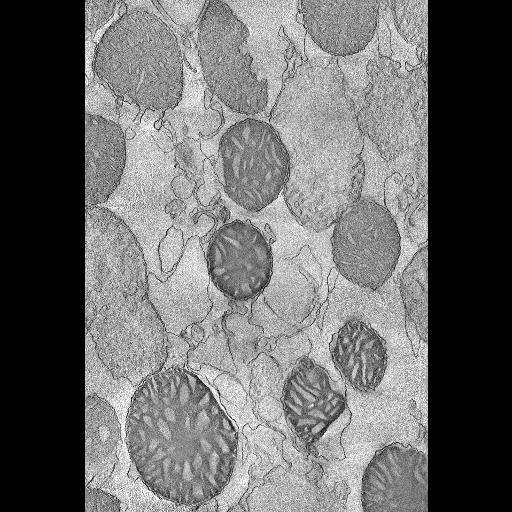  NCBI Organism:Mus musculus; Cell Components:mitochondrion, mitochondrial crista;