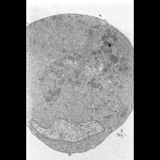  NCBI Organism:Drosophila melanogaster; Cell Types:embryonic cell Cell Components:cell body