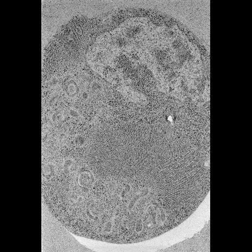  NCBI Organism:Drosophila melanogaster; Cell Types:embryonic cell Cell Components:cell body