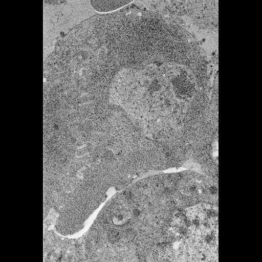  NCBI Organism:Drosophila melanogaster; Cell Types:embryonic cell Cell Components:cell body