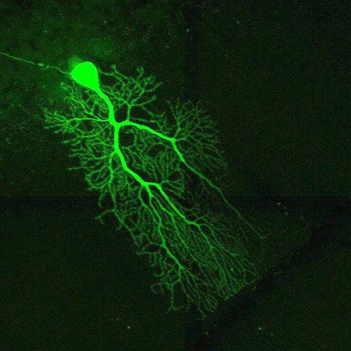  NCBI Organism:Mus musculus; Cell Types:Purkinje cell Cell Components:cell projection cytoplasm, cell body, dendrite; Biological process:cerebellum structural organization, cerebellar Purkinje cell layer structural organization;