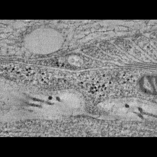  NCBI Organism:Mus musculus; Cell Types:peripheral neuron, myelinating Schwann cell; Cell Components:node of Ranvier, myelin sheath; Biological process:regulation of action potential in neuron