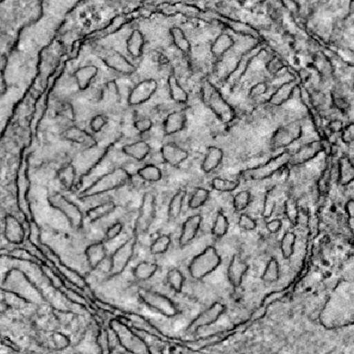  NCBI Organism:Mus musculus; Cell Types:eye photoreceptor cell Cell Components:mitochondrion