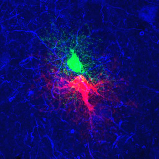  NCBI Organism:Rattus norvegicus; Cell Types:astrocyte, astrocyte of the hippocampus; Cell Components:cell projection cytoplasm, cell body; Biological process:forebrain astrocyte development