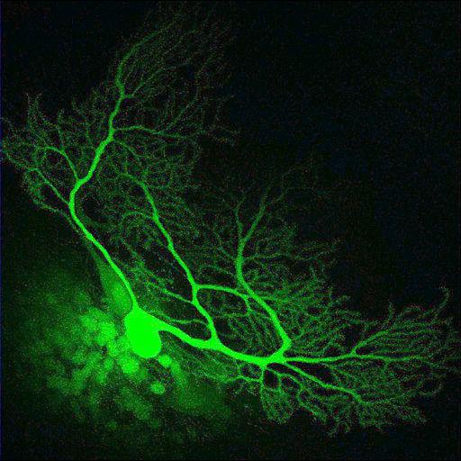  NCBI Organism:Mus musculus; Cell Types:Purkinje cell Cell Components:dendrite, neuronal cell body; Biological process:cell projection organization