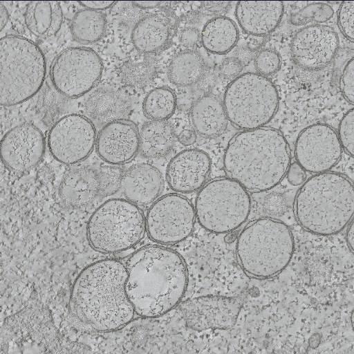  NCBI Organism:Chlorocebus pygerythrus; Cell Types:epithelial cell Cell Components:plasma membrane Biological process:response to virus