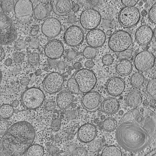  NCBI Organism:Chlorocebus pygerythrus; Cell Types:epithelial cell Cell Components:plasma membrane Biological process:response to virus