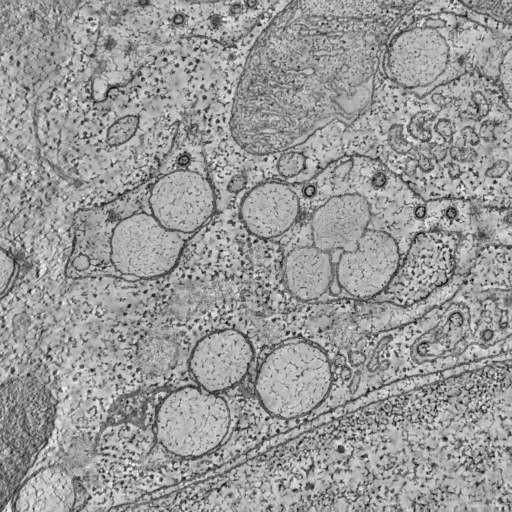  NCBI Organism:Chlorocebus pygerythrus; Cell Types:epithelial cell Cell Components:plasma membrane Biological process:response to virus