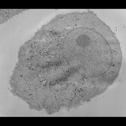  NCBI Organism:Chlorocebus pygerythrus; Cell Types:epithelial cell Cell Components:plasma membrane Biological process:response to virus