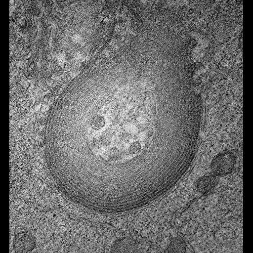  NCBI Organism:Homo sapiens; Cell Components:connexon complex, plasma membrane;