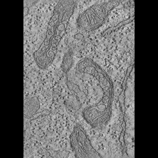  NCBI Organism:Drosophila melanogaster; Cell Components:mitochondrion, mitochondrial outer membrane, mitochondrial matrix, mitochondrial crista, mitochondrial inner membrane;