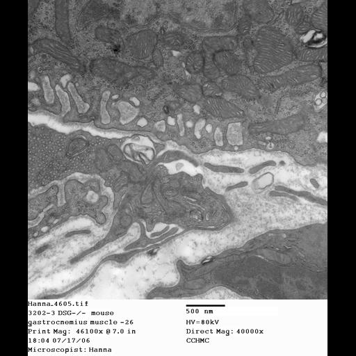  NCBI Organism:Mus musculus; Cell Types:skeletal muscle cell Cell Components:dystroglycan complex Biological process:plasma membrane organization