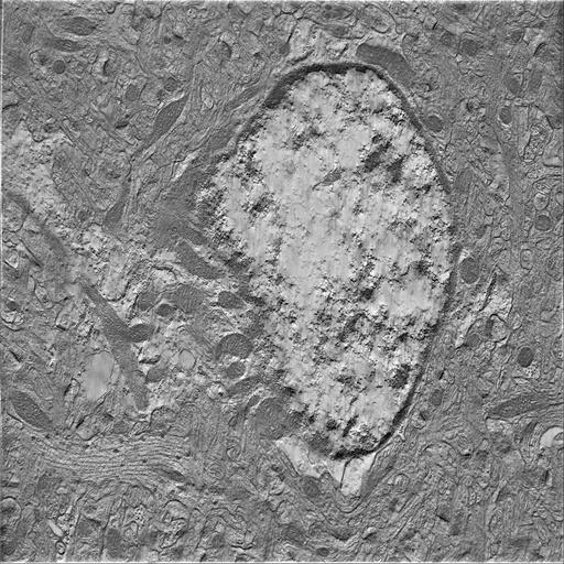  NCBI Organism:Mus musculus; Cell Types:astrocyte of the hippocampus Cell Components:cell body Biological process:central nervous system structural organization