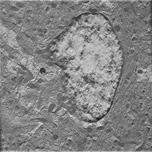  NCBI Organism:Mus musculus; Cell Types:astrocyte of the hippocampus Cell Components:cell body Biological process:central nervous system structural organization