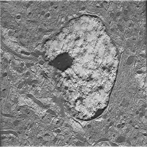  NCBI Organism:Mus musculus; Cell Types:astrocyte of the hippocampus Cell Components:cell body Biological process:central nervous system structural organization