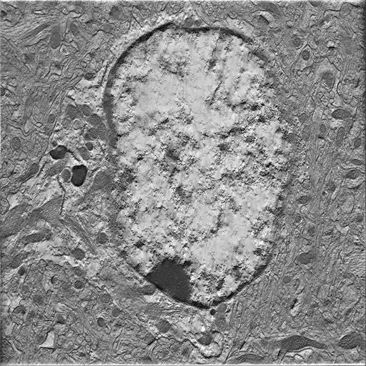  NCBI Organism:Mus musculus; Cell Types:astrocyte of the hippocampus Cell Components:cell body Biological process:central nervous system structural organization