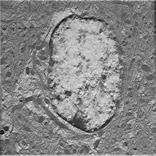  NCBI Organism:Mus musculus; Cell Types:astrocyte of the hippocampus Cell Components:cell body Biological process:central nervous system structural organization