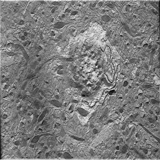  NCBI Organism:Mus musculus; Cell Types:astrocyte of the hippocampus Cell Components:cell body Biological process:central nervous system structural organization