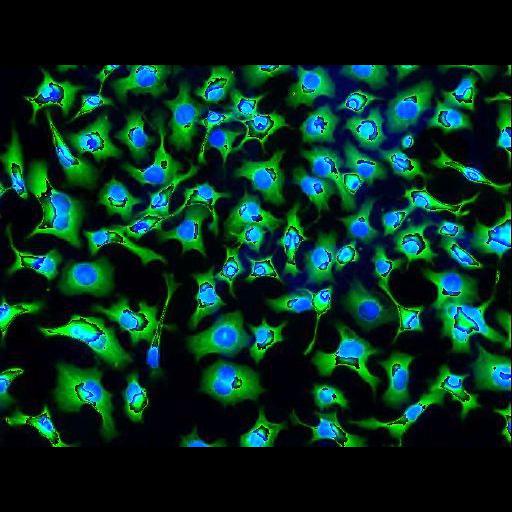  NCBI Organism:Mus musculus; Cell Components:cell body, actin cytoskeleton;