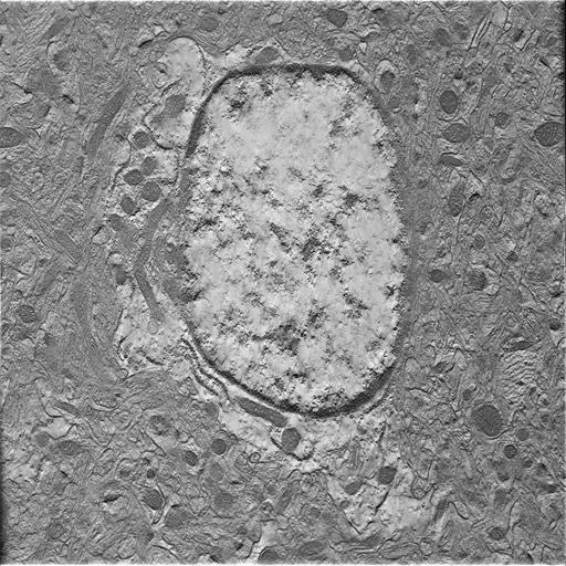  NCBI Organism:Mus musculus; Cell Types:astrocyte of the hippocampus Cell Components:cell body Biological process:central nervous system structural organization