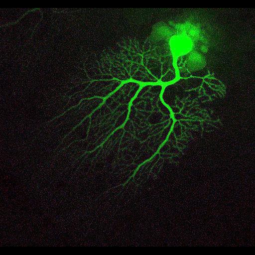  NCBI Organism:Mus musculus; Cell Types:Purkinje cell Cell Components:dendrite, neuronal cell body; Biological process:cell projection organization