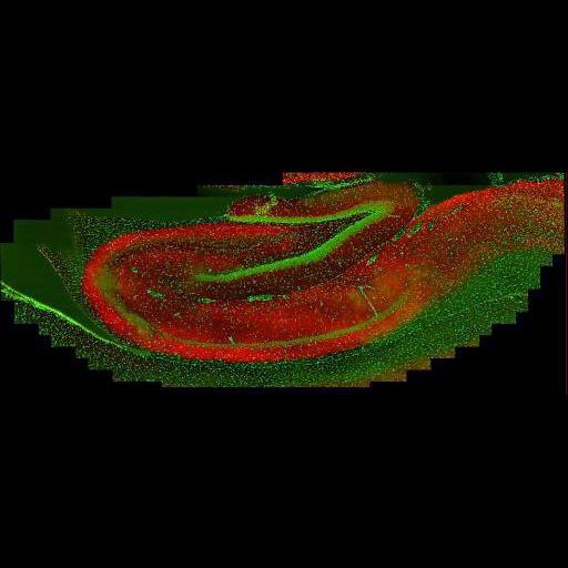  NCBI Organism:Rattus norvegicus; Cell Types:CNS neuron (sensu Vertebrata), hippocampal neuron; Cell Components:nucleus