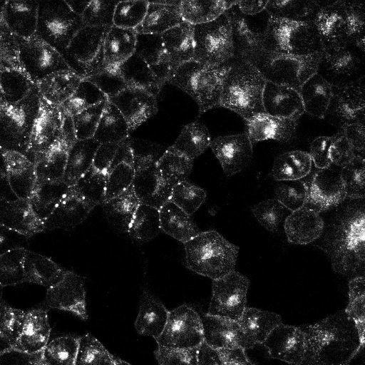  NCBI Organism:Canis lupus familiaris; Cell Types:epithelial cell Cell Components:connexon complex Biological process:gap junction assembly