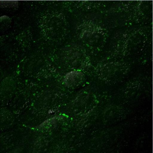  NCBI Organism:Canis lupus familiaris; Cell Types:epithelial cell Cell Components:connexon complex Biological process:gap junction assembly