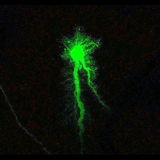  NCBI Organism:Rattus; Cell Types:astrocyte, astrocyte of the hippocampus; Cell Components:cell projection cytoplasm, cell body; Biological process:forebrain astrocyte development