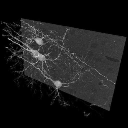  NCBI Organism:Mus musculus; Cell Types:pyramidal cell Cell Components:neuronal cell body membrane, dendrite, axon;