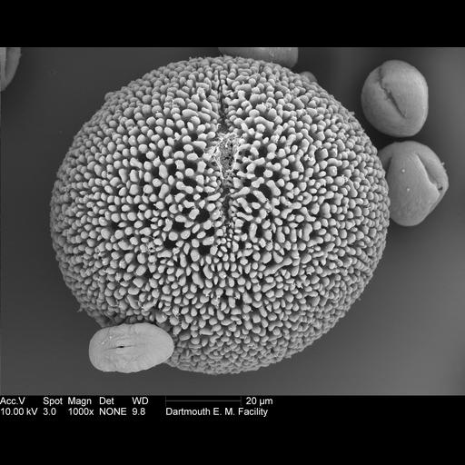  NCBI Organism:Geranium cinereum; Cell Components:pollen wall Biological process:pollen wall assembly