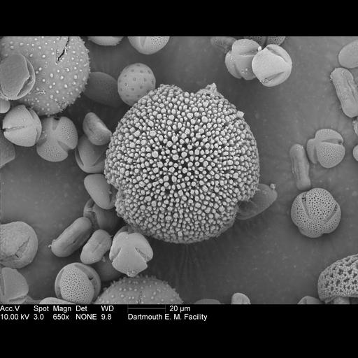  NCBI Organism:Geranium cinereum; Cell Components:pollen wall Biological process:pollen wall assembly