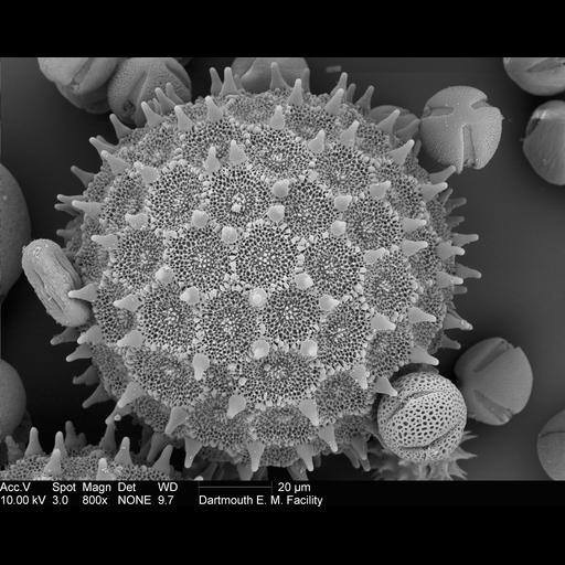  Cell Components:pollen wall Biological process:pollen wall assembly